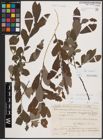 Foto von Salix cinerea L.
